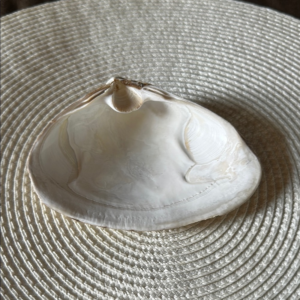 Natural Surf Clam Shell Trinket or Soap Dish